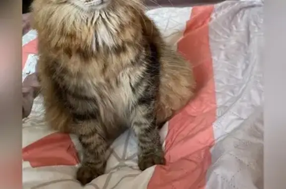 Пропал кот, Ангарская улица, 22 к4, Москва - пушистый трёхцветный, очень ласковый - photo