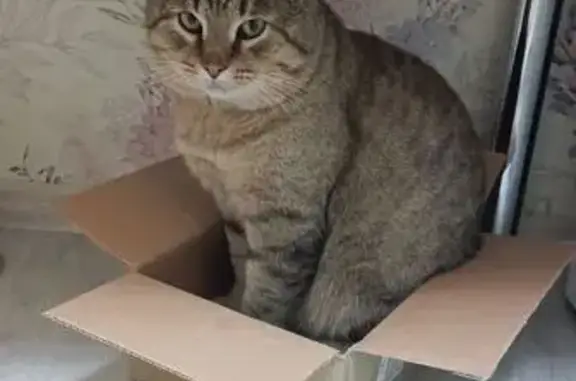 Кошки потеряшки, Тверь, фото: Потеряшка кот, Ржевская улица, 8, городской округ Тверь - серый, с ошейником