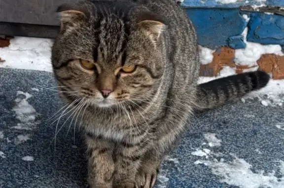 Пропал кот, Октябрьская улица, 103, Щигры - шотландский вислоухий, окрас Табби - photo