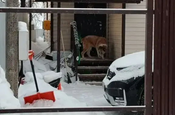 Пропала собака, Беломорская улица, Казань - девочка алабай рыжего окраса - photo