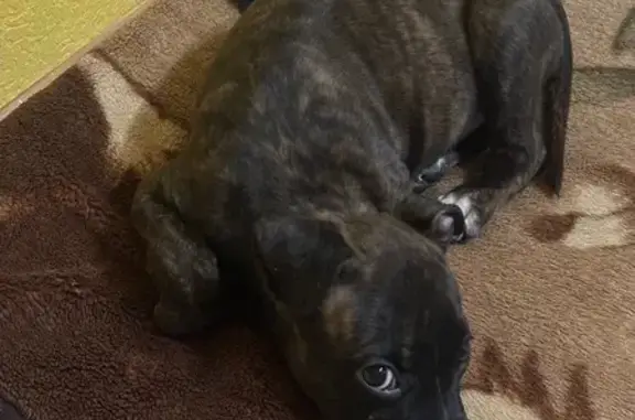 Пропала собака, проспект Александра Корсунова, Великий Новгород - тигровый окрас, белые носочки - photo