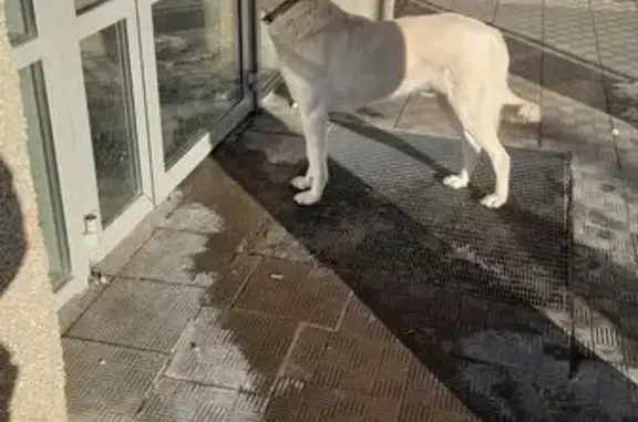 Найдена собака, Оренбург, фото: Найден собака, Комсомольская улица, 124, Оренбург, возле пятерочки