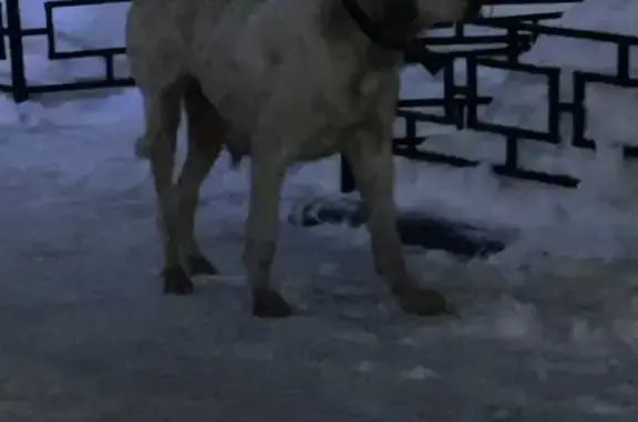 Найдена собака, Воронеж, фото: Найдена собака, женский пол, улица Варейкиса, 78, Воронеж - большая белая, кормящая мама