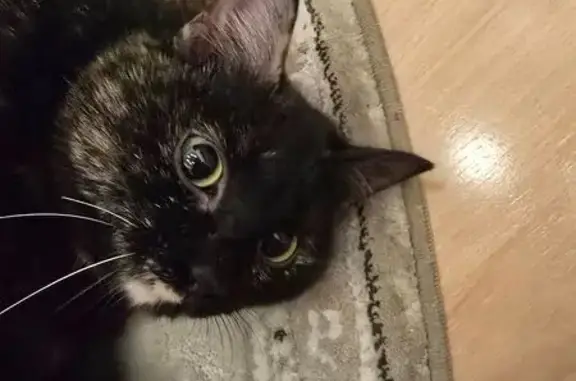 Найдена кошка, Иркутск, фото: Найдена кошка, улица Чехова, 17, Иркутск - шерсть выстрижена, шов на животе