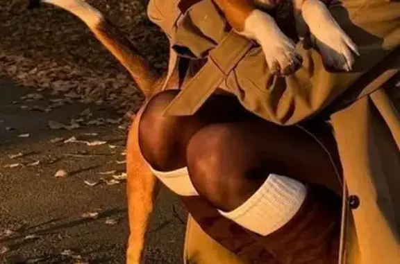 Пропала собака, мужской, Верхняя Салда, Свердловская область - трехцветный, был привязан около магазинов Юбилейный - photo