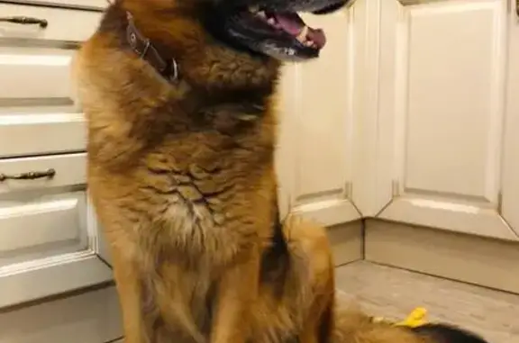 Найдена собака, Калининград, фото: Найден собака, Калининград, Калининградская область - воспитанный овчарка кобель