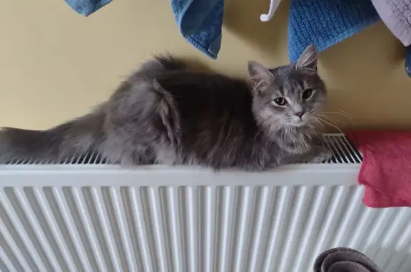 Найдена кошка, Петрушино, фото: Найдена кошка, 6-й переулок, Петрушино - серая, пушистая