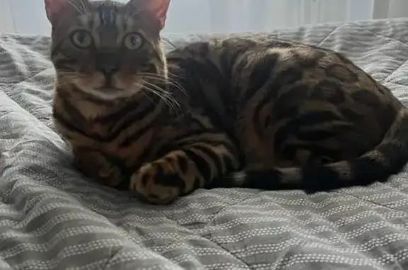 Кошки потеряшки, Печоры, фото: Потеряшка кот, Прудовая улица, 1, Печоры