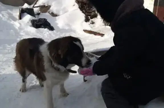 Пропал собака, мужской, улица Шлютова, Тольятти - трёхцветный с кожаным ошейником - photo