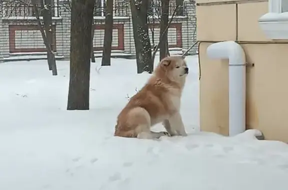 Пропал собака, Совхозная улица, 35А, Михайловка - photo