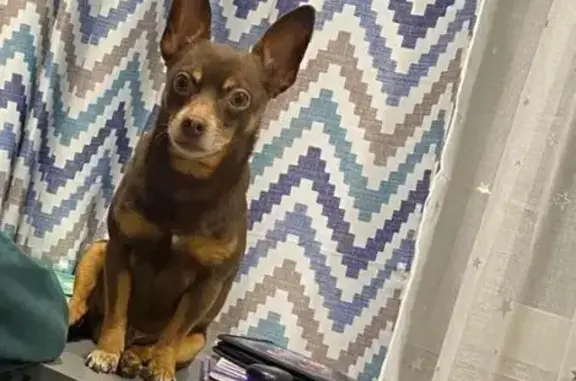 Пропал собака, Новгородский переулок, 40, Бийск - шоколадный окрас, старенький 10 лет - photo