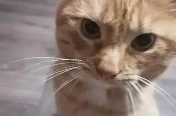 Пропал кот, Лабинск, Краснодарский край - жёлтый ошейник от блох - photo