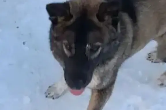 Пропал собака, мужской, Полевая улица, Ядрин - шерстка коричнево-чёрная, белая лапка - photo