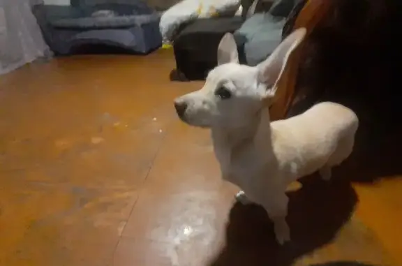 Пропал собака, Дорожная улица, 30, Мариинск - белая каричневая - photo