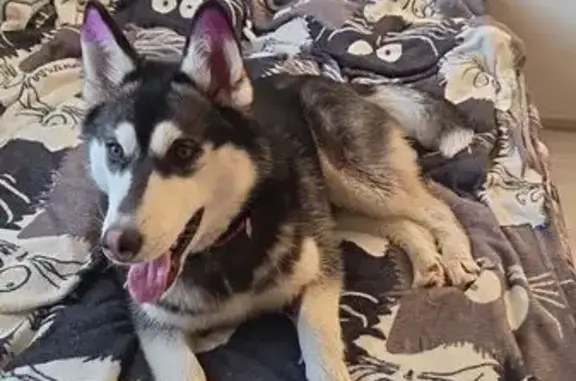 Объявления о пропавших и найденных животных, Новосибирск, фото: Найдена собака, площадь Кирова, Новосибирск - хаски с фиолетовыми ушками