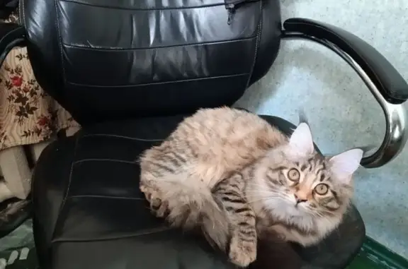 Пропала кошка, улица Серова, 161, Ставрополь - пушистая, на половину Мейн-кун - photo