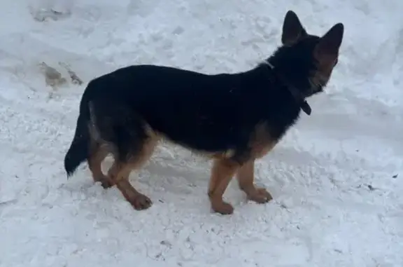 Найдена собака, Владимир, фото: Найдена собака, улица Мира, Владимир - немецкая овчарка в ошейнике