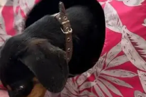 Найдена собака, Михайловск, фото: Найдена собака, Михайловск, Ставропольский край - похожа на таксу