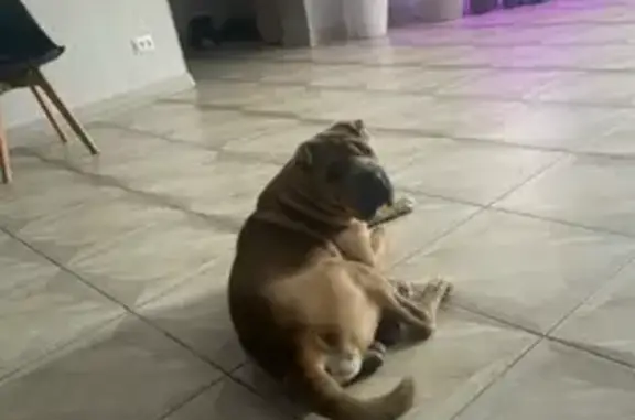 Пропал собака, мужской, Ягодная улица, городской округ Новочеркасск - окрас бежевый - photo