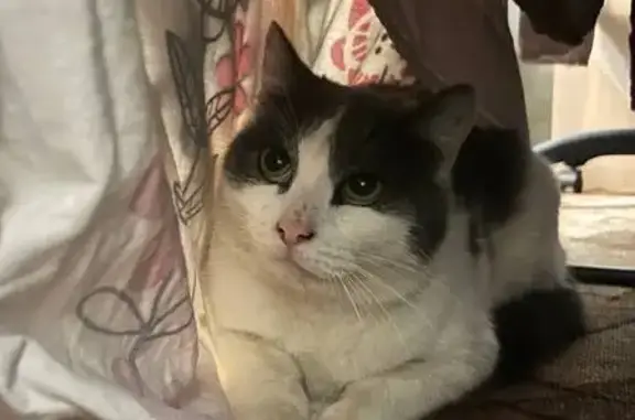 Объявления о пропавших и найденных животных, Новосибирск, фото: Найден кот, улица Станиславского, 19/2, Новосибирск - бело-серый, не кастрирован