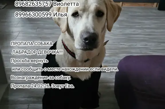 Пропала собака, Ставрополь, Ставропольский край - белая с родинкой на щеке - photo