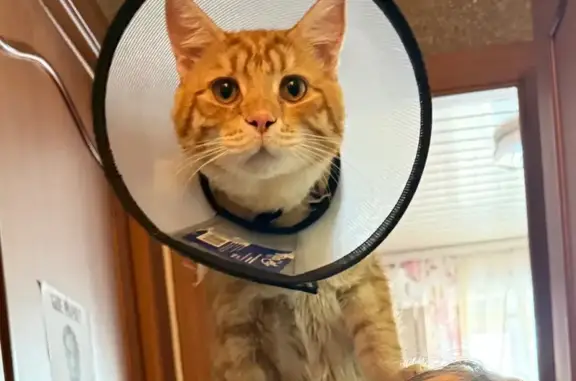 Пропал кот, улица Зорге, 121, Новосибирск - рыжий кастрированный подросток - photo