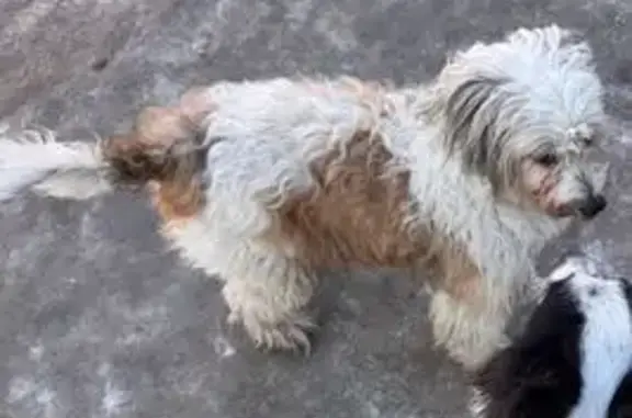 Пропал собака, 1-я Чулымская улица, 98, Новосибирск - бело-жёлтый мальчик по кличке Буч - photo