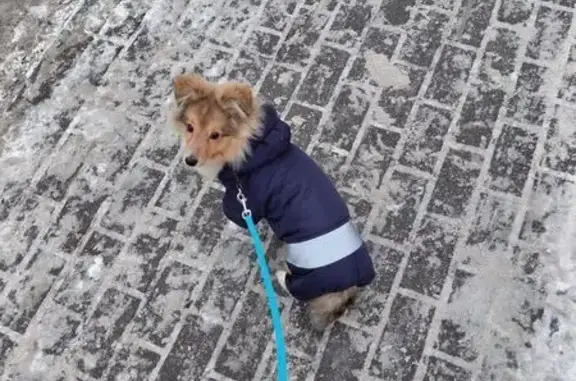 Пропал собака, Воронцовский бульвар, 19 к1, Мурино - щенок 5 месяцев - photo
