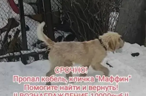 Пропал собака, мужской, Щепкинское сельское поселение, Щепкинское - большой, добрый, песочного цвета - photo