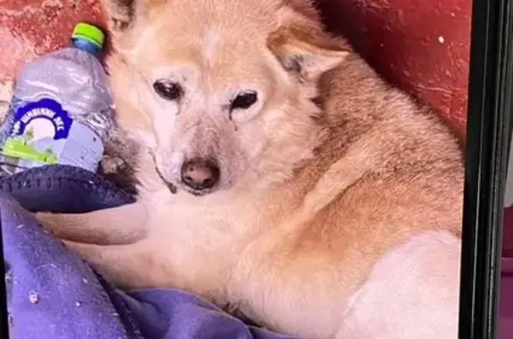 Собаки потеряшки, Брянск, фото: Потеряшка собака, улица 22-го Съезда КПСС, 25, Брянск - рыжий