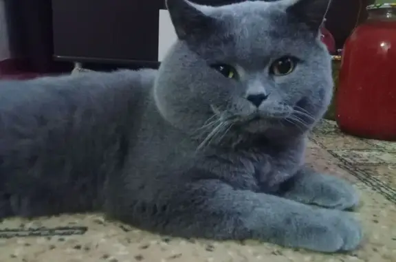 Пропал кот, улица Щербакова, 64, Георгиевск - серый британец с большими щеками - photo