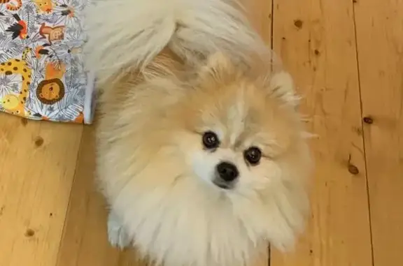 Пропал собака, Яковлево, Московская область - бело-рыжий карликовый шпиц - photo