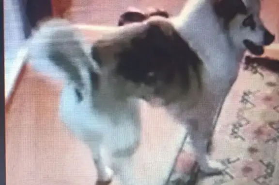 Пропала собака, Проезжая улица, 6, Щёкино - стерилизованная, окрас как у хаски - photo