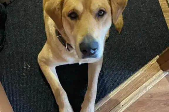 Пропал собака, Ульяновская улица, 23, Ульяновск - рыжий, ласковый, любит детей - photo