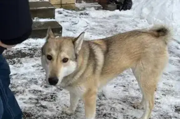 Найдена собака, Нижний Новгород, фото: Найдена собака, Деловая улица, Нижний Новгород - девочка лайка с ошейником
