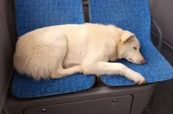 Найдена собака, Москва, фото: Найдена собака, улица Академика Янгеля, Москва - добрая, знает команды