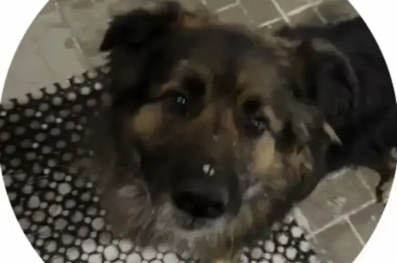 Найдена собака, Екатеринбург, фото: Найдена собака, улица Соболева, 21/6, Екатеринбург - добрая, знает команды