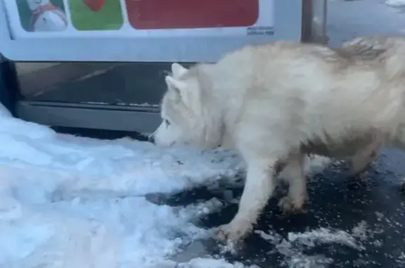 Найдена собака, Москва, фото: Найдена собака, улица Академика Бочвара, 13, Москва - белая с коричневым
