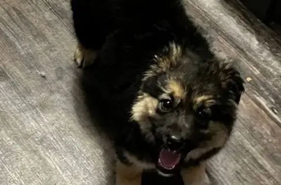 Найдена собака, Алексин, фото: Найдена собака, улица Героев Алексинцев, Алексин - щенок, похожа на смесь дворняги и овчарки