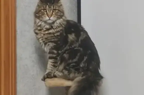 Пропала кошка, улица Николаева, 2, Стерлитамак - мейн кун пушистый хвост - photo