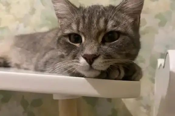 Пропала кошка, улица Николая Островского, Пермь - серая с белыми полосками - photo