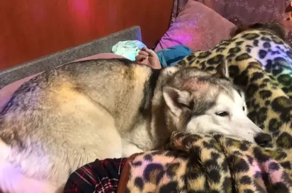 Пропала собака, Ключевая улица, 171Б, Кузнечиха - photo