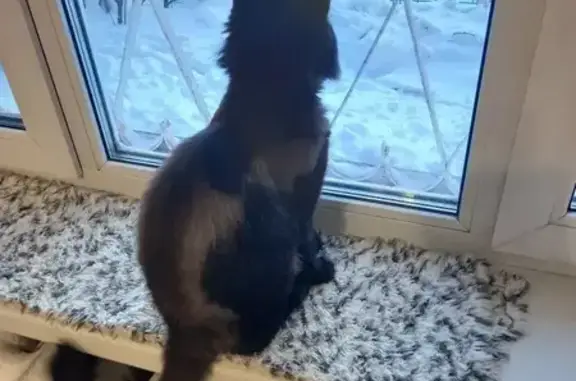 Найдена кошка, Тюмень, фото: Найден кот, Привокзальная улица, Тюмень - черный, любит гулять
