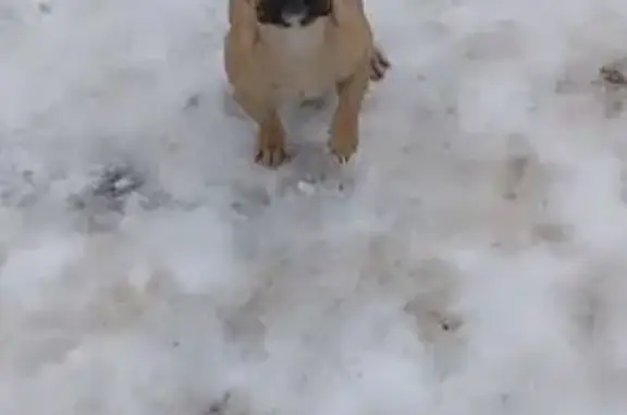 Пропала собака, Товарковский - палёвая девочка с тёмной маской - photo