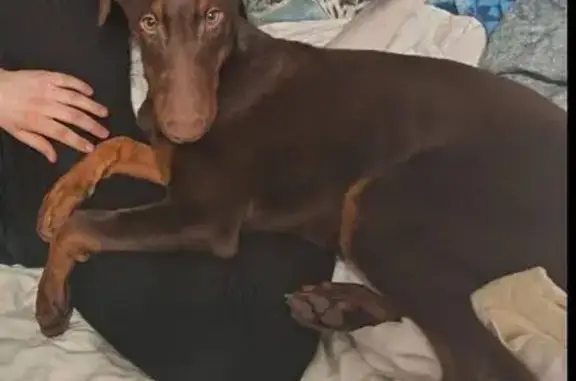 Найдена собака, Ростов-на-Дону, фото: Найден собака, улица 339-й Стрелковой Дивизии, Ростов-на-Дону - щенок добермана