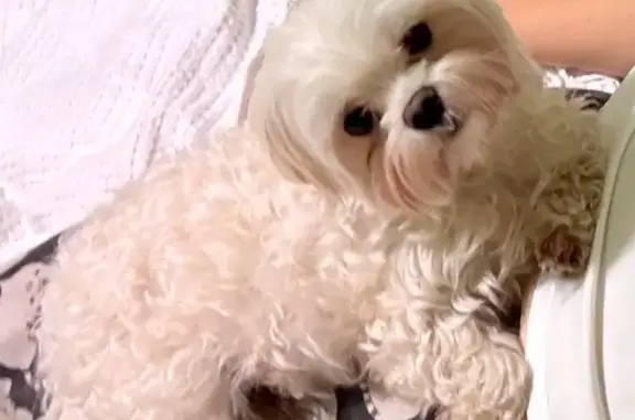 Пропала собака, женский пол, улица Маршала Голованова, Москва - без ошейника, сбила машина - photo