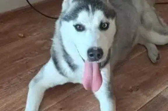 Найдена собака, Омск, фото: Найдена собака, 10-я Чередовая улица, 25, Омск - голубой ошейник, глаза разного цвета