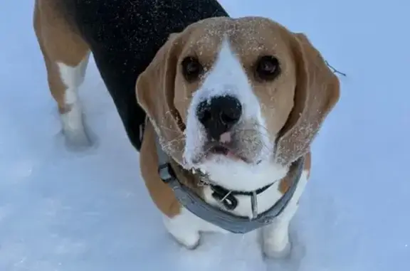 Пропал собака, Глебовское сельское поселение, Ярославская область - photo
