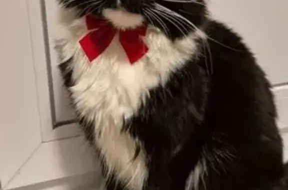 Кошки потеряшки, Владимир, фото: Потеряшка кот, улица Растопчина, 43, Владимир - чёрно-белый с белой полоской на носу