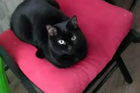 Кошки потеряшки, Гурьевск, фото: Потеряшка кошка, Калининградский переулок, 2А к1, Гурьевск - абсолютно чёрная